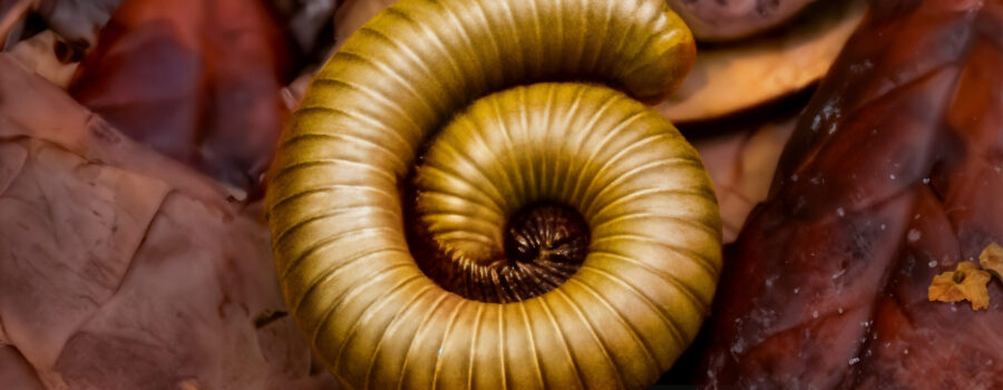 A millipede coils itself up into a tight spiral in an attempt to protect itself.
