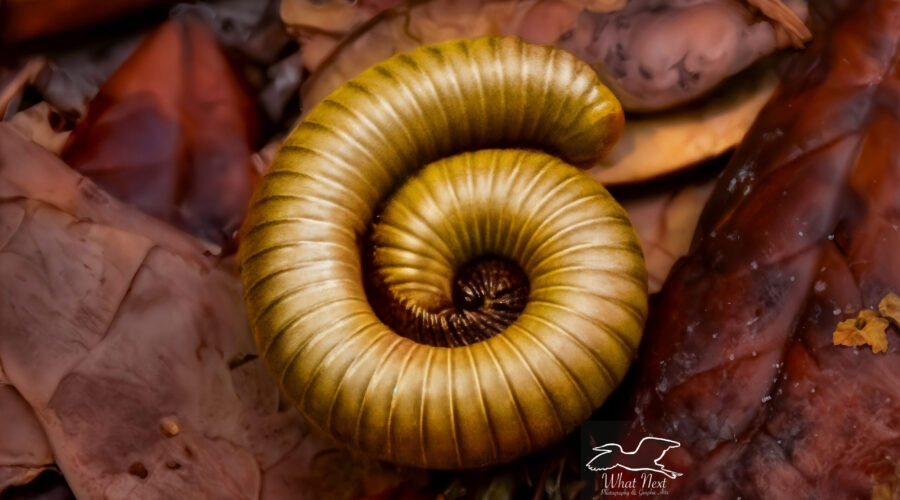 A millipede coils itself up into a tight spiral in an attempt to protect itself.