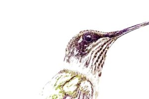 A female ruby throated hummingbird enjoys a quick moment of quiet before resuming her busy lifestyle.