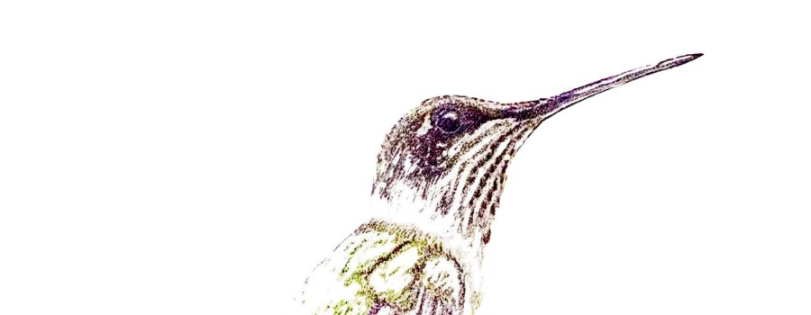 A female ruby throated hummingbird enjoys a quick moment of quiet before resuming her busy lifestyle.