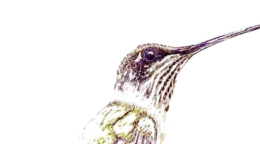A female ruby throated hummingbird enjoys a quick moment of quiet before resuming her busy lifestyle.