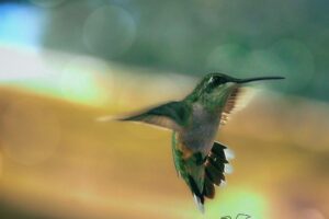 A small hummingbird makes a surprisingly loud buzzing sound in flight thanks to the rapid movements of the wings.