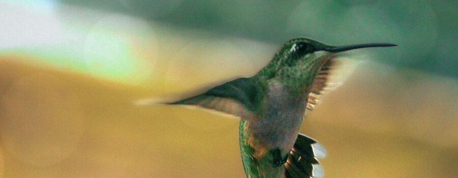 A small hummingbird makes a surprisingly loud buzzing sound in flight thanks to the rapid movements of the wings.
