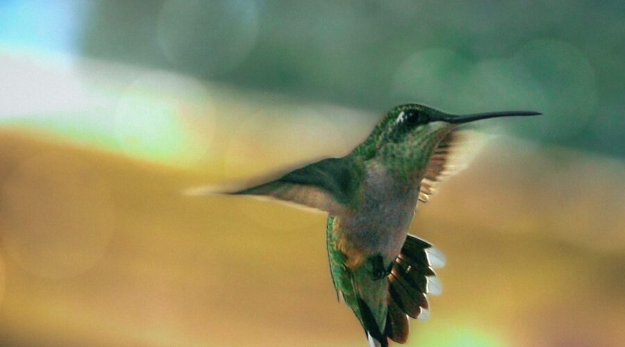 A small hummingbird makes a surprisingly loud buzzing sound in flight thanks to the rapid movements of the wings.
