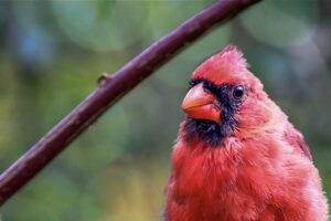 A bright red adult male cardinal supervises the goings on of his offspring as they learn the ropes of life on their own.