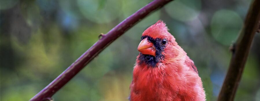 A bright red adult male cardinal supervises the goings on of his offspring as they learn the ropes of life on their own.