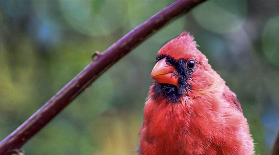 A bright red adult male cardinal supervises the goings on of his offspring as they learn the ropes of life on their own.