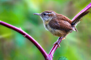 Carolina wrens are active little birds that are always busy, so when they do sit still for a quick moment it’s time to grab a shot.