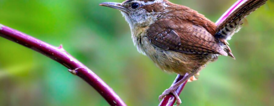 Carolina wrens are active little birds that are always busy, so when they do sit still for a quick moment it’s time to grab a shot.
