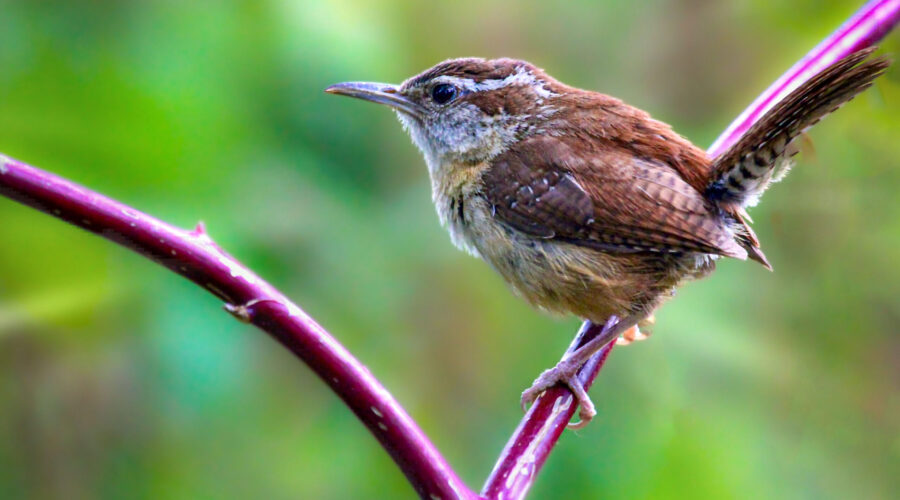 Carolina wrens are active little birds that are always busy, so when they do sit still for a quick moment it’s time to grab a shot.