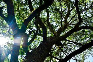 A view up through an oak tree in mid August shows an array of branches decked out in greenery with patches of pale blue sky peeking through.