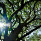 Summer Sky is a Beautiful Backdrop to an Oak Tree