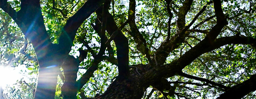 A view up through an oak tree in mid August shows an array of branches decked out in greenery with patches of pale blue sky peeking through.
