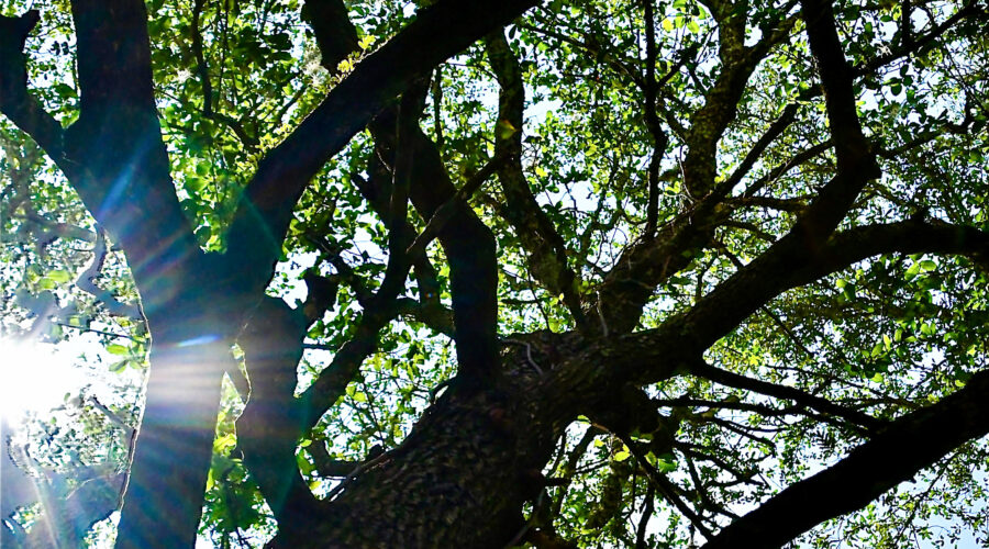 A view up through an oak tree in mid August shows an array of branches decked out in greenery with patches of pale blue sky peeking through.