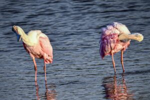 A pair of preening roseate spoonbills begin swinging their heads at the same time making it look like they’re dancing.