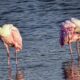 Colorful Roseate Spoonbills Can be Very Funny