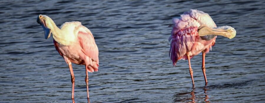 A pair of preening roseate spoonbills begin swinging their heads at the same time making it look like they’re dancing.