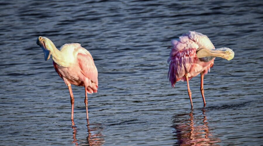 A pair of preening roseate spoonbills begin swinging their heads at the same time making it look like they’re dancing.