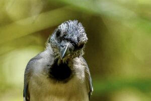 Baby blue jays begin flying as soon as their flight feathers grow in, but feathers on the head and neck often aren’t open yet.
