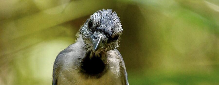 Baby blue jays begin flying as soon as their flight feathers grow in, but feathers on the head and neck often aren’t open yet.