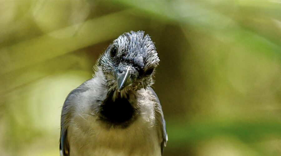 Baby blue jays begin flying as soon as their flight feathers grow in, but feathers on the head and neck often aren’t open yet.