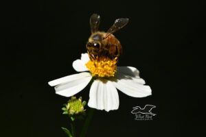 Honey bees are one of the many pollinators that are attracted to blackjack flowers.