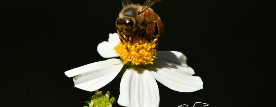 Honey bees are one of the many pollinators that are attracted to blackjack flowers.