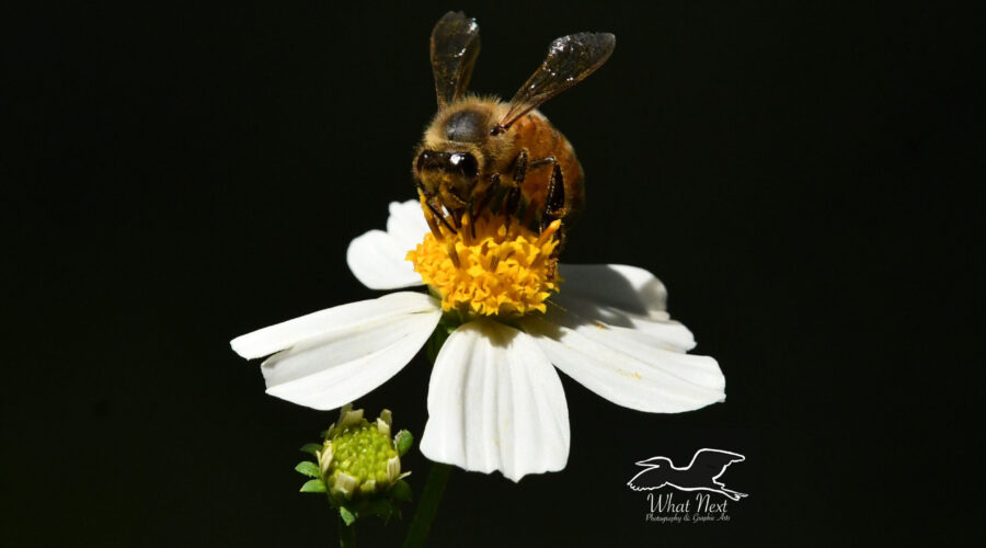 Honey bees are one of the many pollinators that are attracted to blackjack flowers.