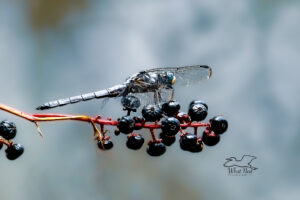 A male blue dasher perches on a cluster of pokeberries, ever on the lookout for prey.