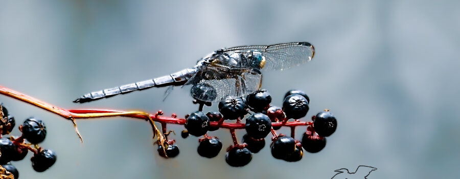 A male blue dasher perches on a cluster of pokeberries, ever on the lookout for prey.