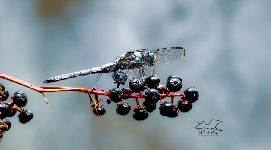 A male blue dasher perches on a cluster of pokeberries, ever on the lookout for prey.