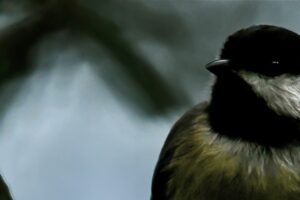 A little Carolina chickadee perches on an oak branch on a quiet, cloudy afternoon.