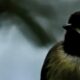 Beautiful Carolina Chickadees Can Have A Quiet, Peaceful Side