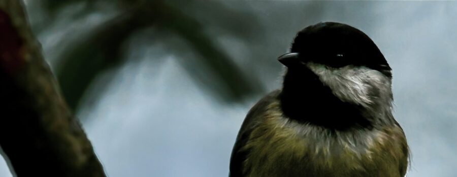 A little Carolina chickadee perches on an oak branch on a quiet, cloudy afternoon.