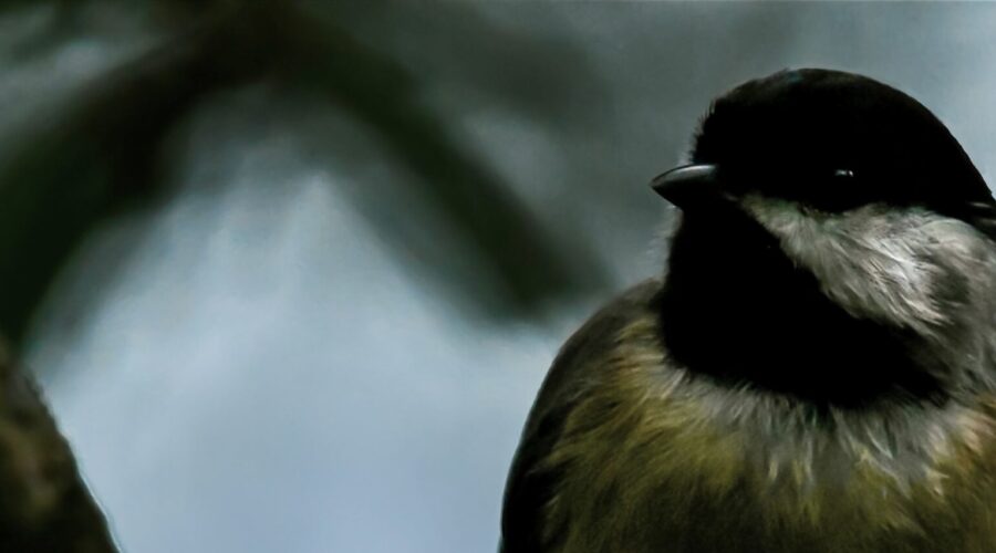 A little Carolina chickadee perches on an oak branch on a quiet, cloudy afternoon.