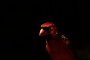 A bright red male cardinal is almost hidden in shadow as dusk nears.