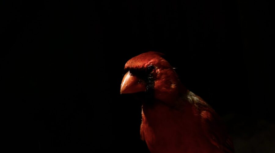 A bright red male cardinal is almost hidden in shadow as dusk nears.