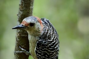 A young red bellied woodpecker is perfectly a home in the woods in central Florida.