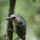 Beautiful Red Bellied Woodpeckers are Growing Up