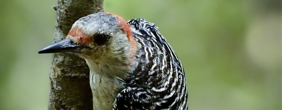 A young red bellied woodpecker is perfectly a home in the woods in central Florida.