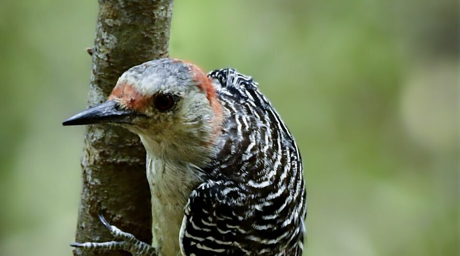 A young red bellied woodpecker is perfectly a home in the woods in central Florida.
