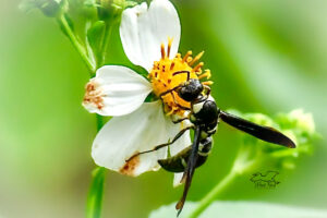 A black and white mason wasp helps itself to a sip of nectar from an aging blackjack flower.