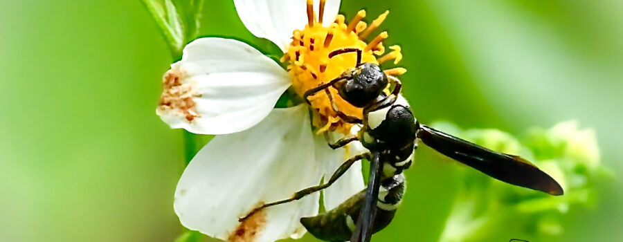A black and white mason wasp helps itself to a sip of nectar from an aging blackjack flower.