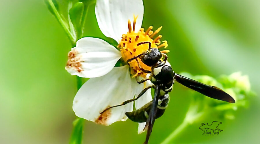 A black and white mason wasp helps itself to a sip of nectar from an aging blackjack flower.