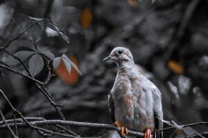 A mourning dove sits patiently in a tree watching other birds at the feeding station.