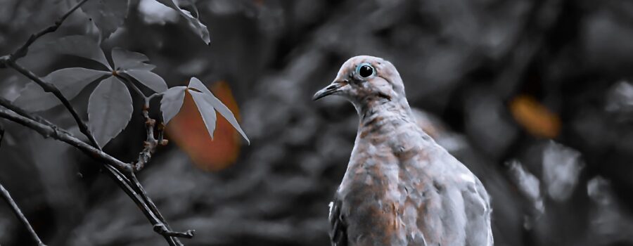A mourning dove sits patiently in a tree watching other birds at the feeding station.