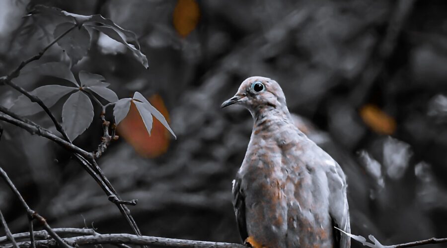 A mourning dove sits patiently in a tree watching other birds at the feeding station.