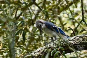 A young blue jay snacks on a piece of a recently found acorn.
