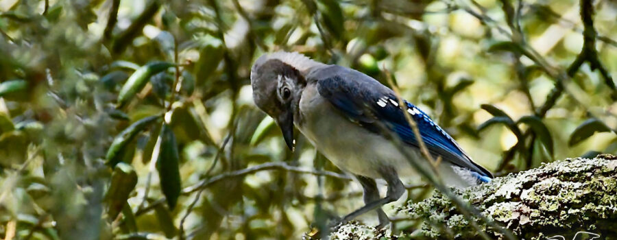 A young blue jay snacks on a piece of a recently found acorn.