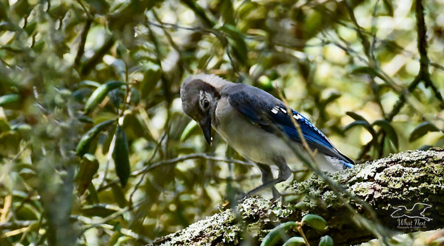 A young blue jay snacks on a piece of a recently found acorn.